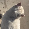 シャキシャキレタス丸