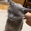 おいらはみう