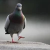 竹林