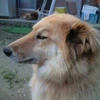 Mako