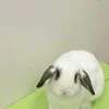 のん