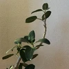 mimorea
