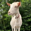 さとう