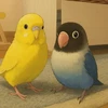 バタ子さん