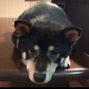 Tomoki