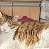 りゃお
