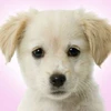 犬