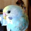 チュンミー