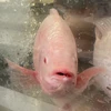 オリガナシヨ