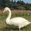 飛べない鳥