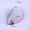 ひかる