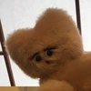 りほ