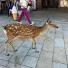 ニュージャッキー