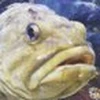 たく