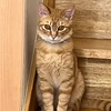 あき虎