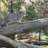 ねこまる