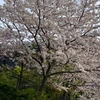 はす