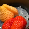 Taro