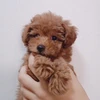 もあち