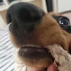 カニカマ