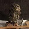 ほり