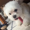犬が出演してるかしてないか