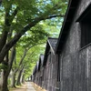Koki