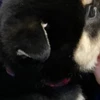 犬の耳