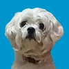 犬か猫なら犬が好き