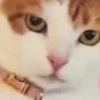 メロ