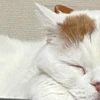 り