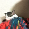 青貝