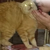 ドネア