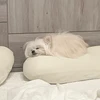 ねこ