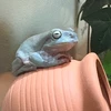 ミガキンサン