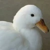 半地下の家族