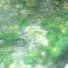 _mdrao