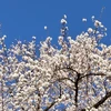 おちゃめ