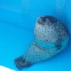 ぱち恵