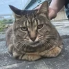 あまお