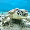 海ガメのお母ちゃん