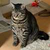 つくね
