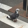 kamometarou