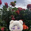 ぴかぴか
