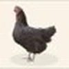 鳩