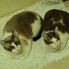 ねこまめ