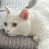 FUJI_o0