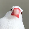 まがりくねりやじるし