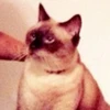温座猫