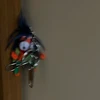 すーしー